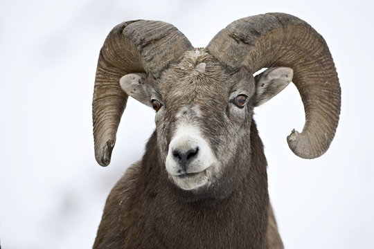 Bighorn sheep (Ovis canadensis) ram in the snow, Yellowstone National Park, Wyoming