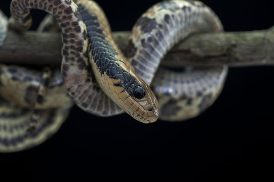 snake wildlife reptile tree
