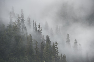 Forêt tropicale brumeuse, rivière Stikine, Alaska