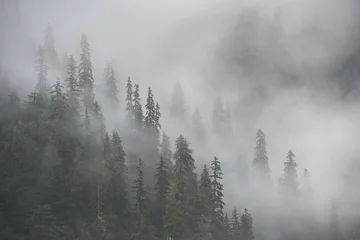 Photo sur Plexiglas Forêt dans le brouillard Forêt tropicale brumeuse, rivière Stikine, Alaska