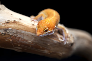lizard gecko isolated on white background