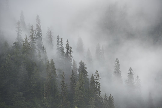 Misty Rainforest, Stikine River, Alaska © Betty Sederquist