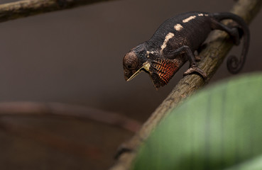 chameleon wildlife