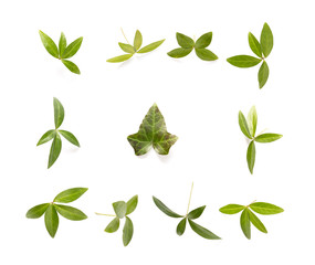 Background With Green Leaves