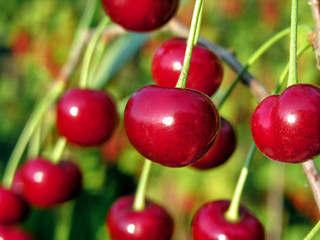  close-up of ripe sweet cherries on a tree