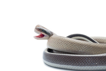 snake isolated on white background