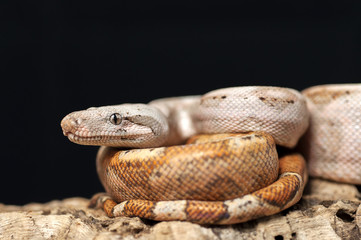 snake wildlife reptile tree