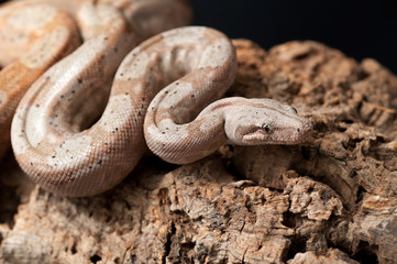 snake wildlife reptile tree