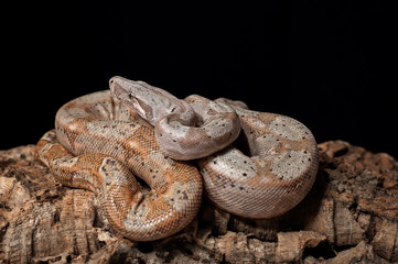 snake wildlife reptile tree