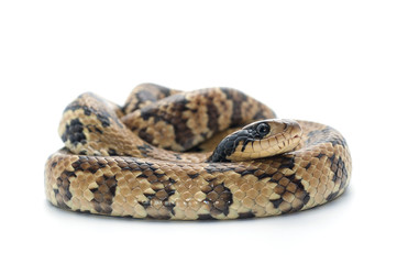 snake isolated on white background