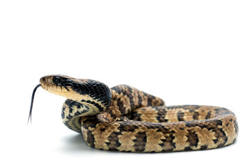 Fototapeta premium snake white isolated white bacground