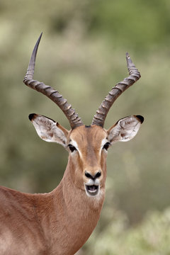 Impala (Aepyceros melampus) buck chewing its cud, Kruger National Park