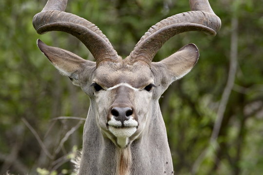 Male greater kudu (Tragelaphus strepsiceros), Kruger National Park