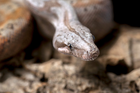 snake wildlife reptile tree