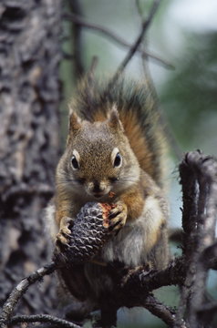 Red squirrel (Tamiasciurus hudsonicus), Alcan, Yukon Territory, Canada