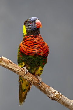 Rainbow lorikeet (Trichoglossus haematodus) in captivity, Rio Grande Zoo, Albuquerque Biological Park, Albuquerque, New Mexico