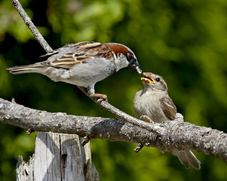 Male house sparrow (Passer domesticus) feeding a chick, near Saanich, British Columbia, Canada