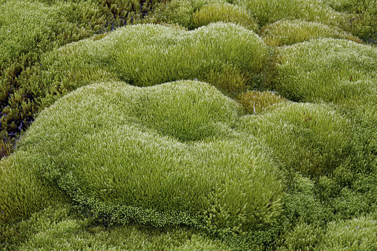 Close-up of moss forms, San Juan National Forest, Colorado