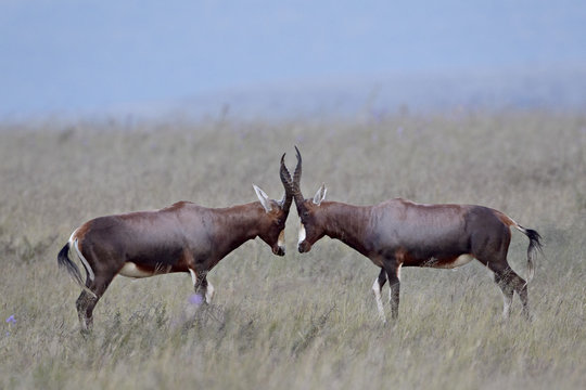 Two blesbok (Damaliscus pygargus phillipsi) facing off, Mountain Zebra National Park