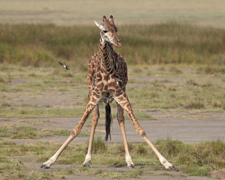 Masai giraffe (Giraffa camelopardalis tippelskirchi) drinking, Serengeti National Park, Tanzania