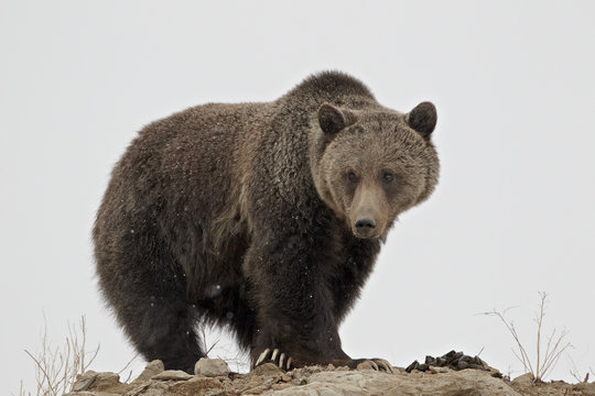 Grizzly bear (Ursus arctos horribilis), Yellowstone National Park, Wyoming