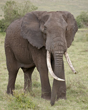 African elephant (Loxodonta africana) with large tusks, Ngorongoro Crater,Tanzania