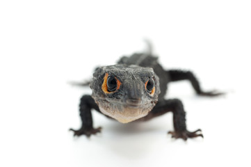 lizard gecko white isolated