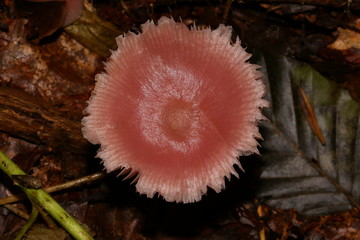 Pilz Rettichhelmling, Mycena pura