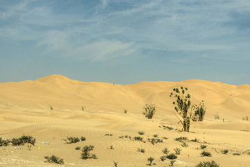 Jeeps traditional Safari Dune Bashing tourists Oman Ubar Desert Rub al Khali 7