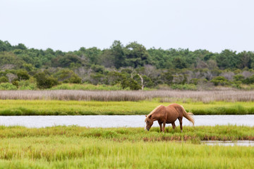 A Wild pony, horse, of Assateague Island, Maryland, USA. There is one horse grazing in a field. The depth of field is fairly shallow with the horse being in sharp focus. 