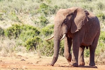 Fototapeta na wymiar African Bush Elephant walking
