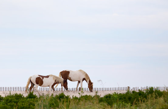 Wild Horses Of Assateague Island Maryland