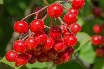 viburnum berries