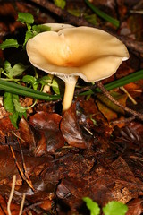 Pilz Röteltrichterling, Lepista inversa