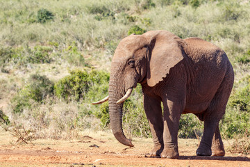Fototapeta na wymiar African Bush Elephant standing