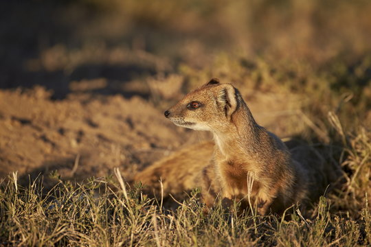 Yellow mongoose (Cynictis penicillata), Mountain Zebra National Park 