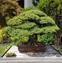 Poster Bonsaï Bonsai and Penjing landscape with miniature pine tree in a tray