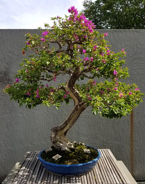 Bonsai and Penjing landscape with miniature flowering azalea tree in a tray
