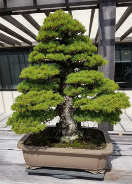 Bonsai and Penjing landscape with miniature pine tree in a tray