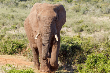 Fototapeta na wymiar African Bush Elephant walking up to You