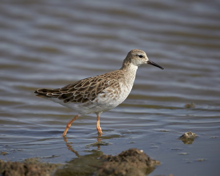 Ruff (Philomachus pugnax), Serengeti National Park, Tanzania