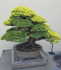 Bonsai and Penjing landscape with miniature evergreen tree in a tray
