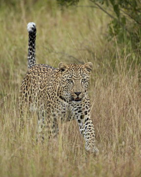 Leopard (Panthera pardus) walking through dry grass with his tail up, Kruger National Park