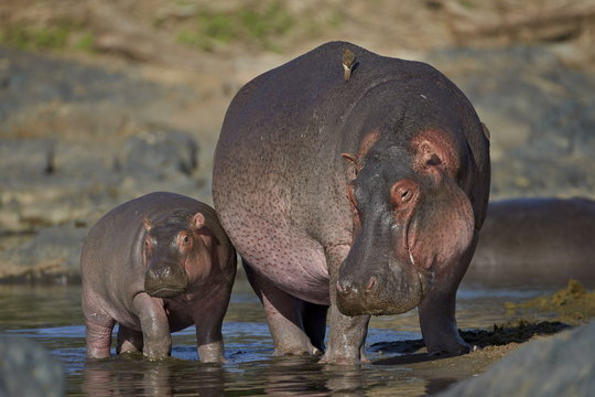 Hippopotamus (Hippopotamus amphibius) mother and calf, Serengeti National Park, Tanzania