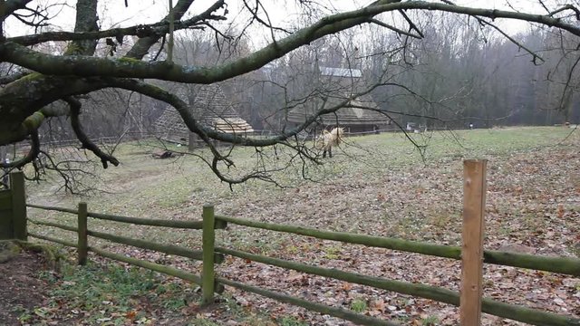 Thatcher working on the ridge of a thatched roof with wood spars. Worker is carrying stack of a thatch for the house roof.