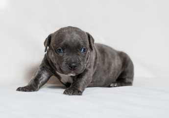 Puppy American bullies