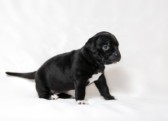 Puppy American bullies