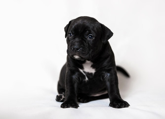 Puppy American bullies