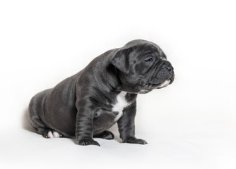 Puppy American bullies
