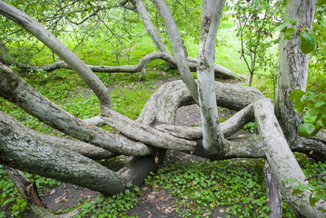 Apple-colony (apple-bush) - a botanical nature monument.City Kro